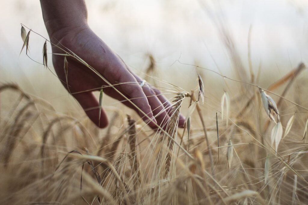 hand, wheat, rural-7330658.jpg